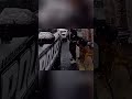 Police Arrest in Snow: From Dog Interaction to Booking #shorts