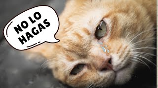 Descubre las 9 ACTITUDES que todo DUEÑO DE GATO debe EVITAR para no DESTRUIR las emociones del gato. by AMOR MIAU 42 views 2 months ago 11 minutes, 4 seconds