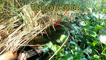 Câu cá rô đồng. Ăn may trúng bầy cá rô cỡ lớn ]