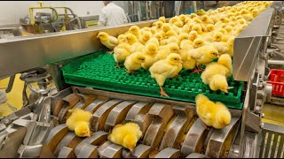 Dentro de la Mega Fábrica de Pollos: Desde la Incubación de Huevos hasta la Cría Moderna de Pollos