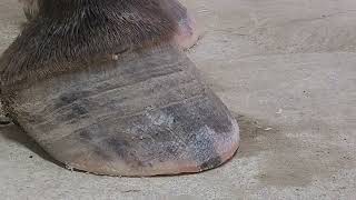 Terrible Horses hoof separation not found anywhere Sonny Part 5