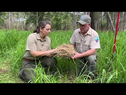 Video: Siapakah yang memperkenalkan rumput cogon?