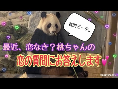 『最近、恋なき？桃ちゃんの恋の質問にお答えします💕🐼🍑 の巻』【パンダファミリーの日常☀️劇場🍎🐼🐼🐼🐼🐼🐼🐼 】 - YouTube