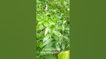 Xuyên Tâm Liên ( Cây Thuốc Nam )