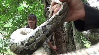 Primitive Life: Giant Anaconda Python Attack Girl&#39;s - Skills Catch Big Python For Survive
