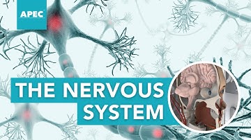 THE NERVOUS SYSTEM, ALL OR NONE LAW & HENNEMAN