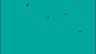 Burung Elang Terbang Green Screen