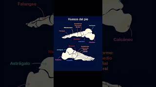 X Ray Foot Ap Lt And Oblique View