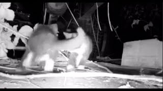 Shell Road Colony Kittens by Regional Animal Protection Society 289 views 10 months ago 17 seconds