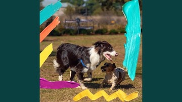 Pulsating Soothing Your Dog