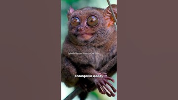 These Cuties Will Literally Die to Stress #history #culture