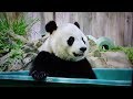 Bravo panda bei bei april 2019