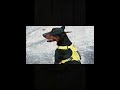 Reactive Dog? This Harness Stops Pulling &amp; Sudden Lunges