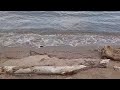Relaxing Waves and Calming Music to Relax or Sleep To 2  #waves #watersounds #nature