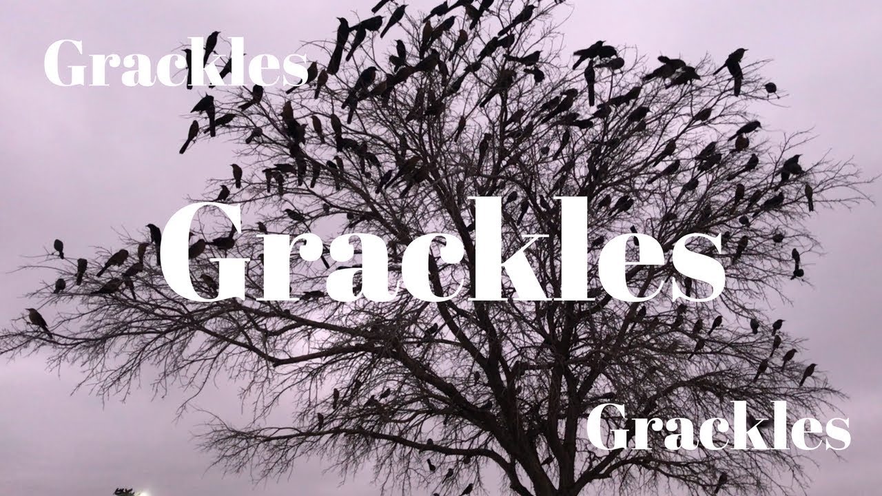 Great - Tailed Grackles in Texas (2018) || Grackles in Walmart Parking lot Texas