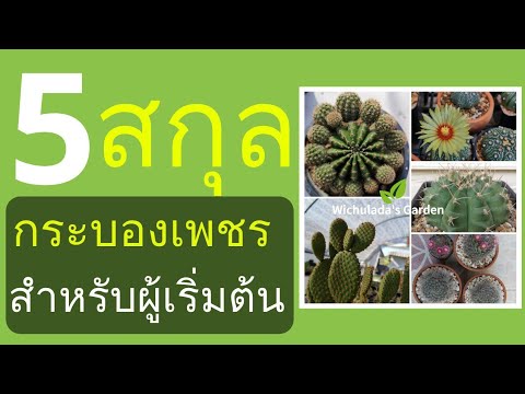 แนะนำ 5 สกุลกระบองเพชร สำหรับผู้เริ่มต้นหัดเลี้ยง