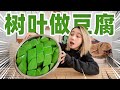 神奇！树叶榨汁竟凝固成绿色豆腐！还是道中国有名的神菜？