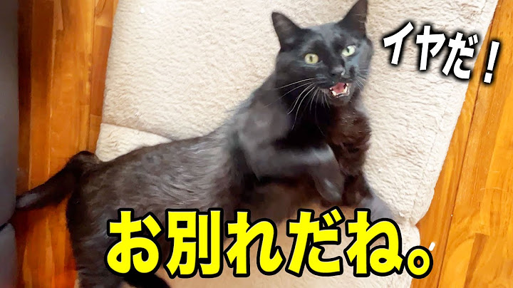 保護した猫と少しお別れすることになりました。