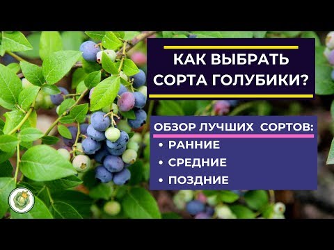 Как выбрать сорт голубики для посадки//Обзор лучших сортов голубики - ранние, средние, поздние