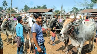 ২৫/২/২৫/পাঁচবিবির হাটে সবচেয়ে ভালো হরিয়ানা বলদ গরু কিনার জন্য BEST সুযোগ।