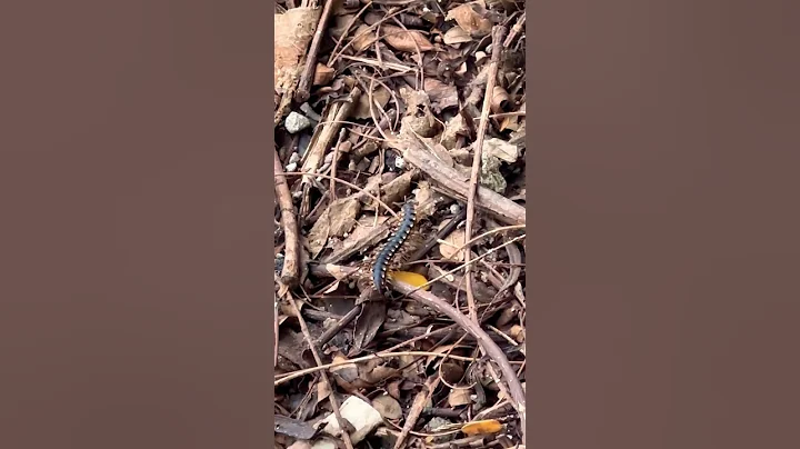 Deadly insects 🕷️ in the world ~ Venomous Insect #shorts #insects #wildlife #nature #ants #like