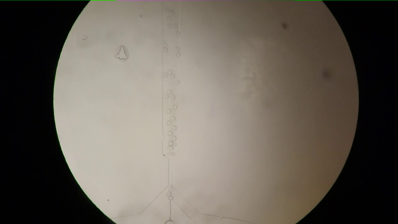 Chitosan microparticle production inside PDMS chip