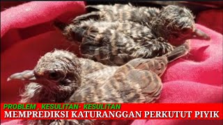 Download Problem Memprediksi Katuranggan Perkutut Piyik Video MP3 Problem Memprediksi Katuranggan Perkutut Piyik