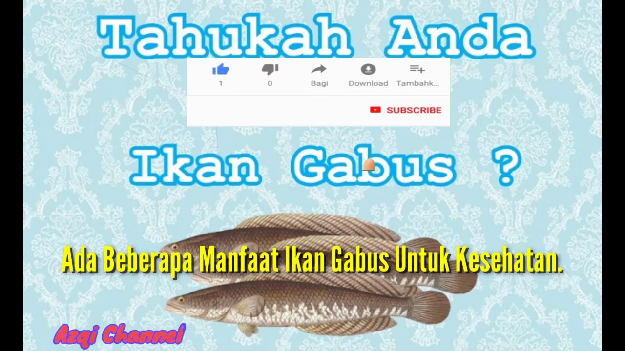 Manfaat Ikan Gabus Untuk Kesehatan 