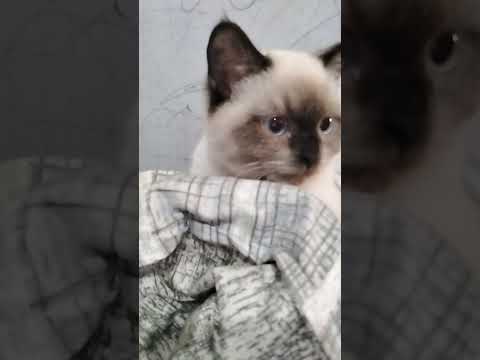 من احلا لوسي ولا سكر سكر الاول