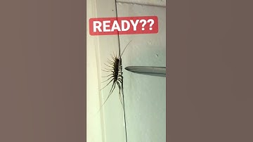 The leg that got away -  basement bug hunt  #waitforend #beatdrop