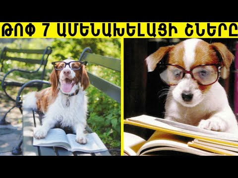 Video: Ամենախելացի և հավատարիմ շների ցեղատեսակների վարկանիշը
