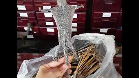 Tắc kè khô ngâm rượu bổ thận tráng dương