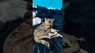 #cutecat #petvideos #pettips