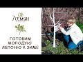 КАК ЗАЩИТИТЬ ЗИМОЙ  ПЛОДОВЫЕ ДЕРЕВЬЯ 1-3 ГОДА ПОСАДКИ? / 7 семян