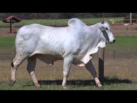 LOTE 73 | 41º MEGA LEILÃO ANUAL CARPA - TOUROS