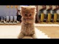 Cute is Not Enough - Funny Cats and Dogs Compilation #14