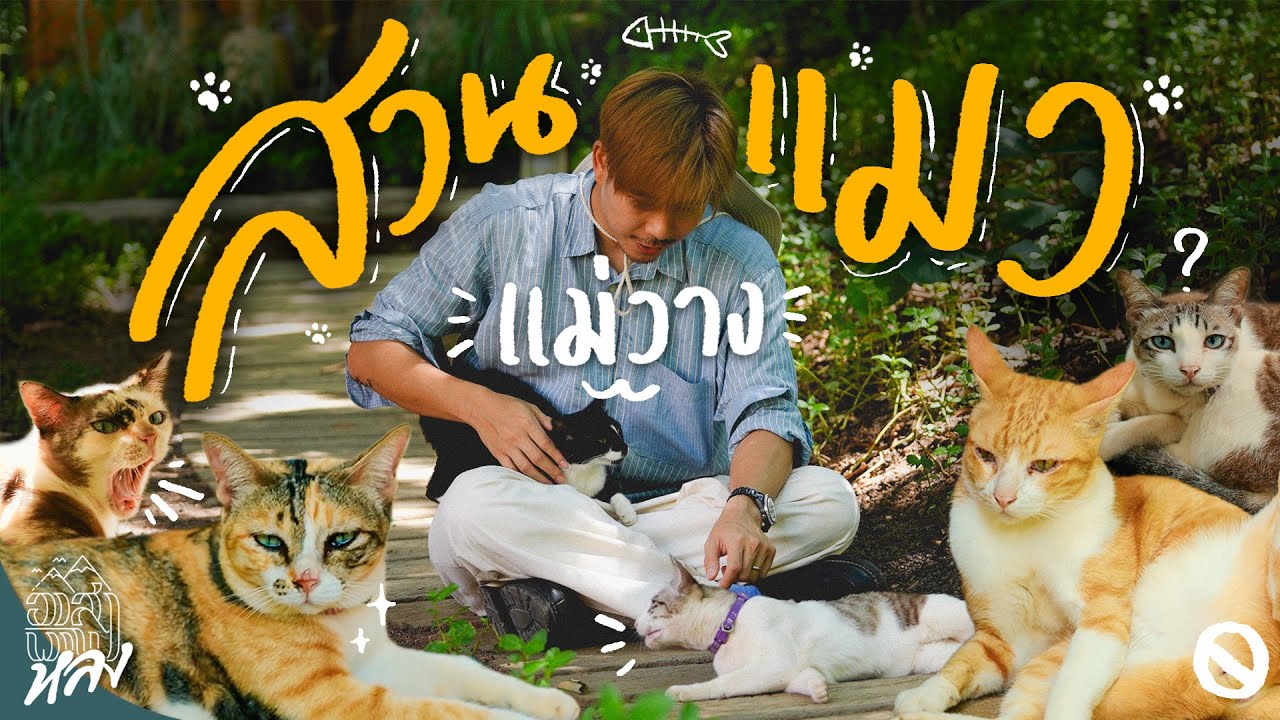 นอนบ้านต้นไม้กับแมว61ตัวกลางป่า สวนแมวแม่วางเชียงใหม่ | อาสาพาไปหลง