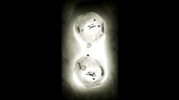 Cell Division | short video Animation | #study of cell #Division #Animation #biology