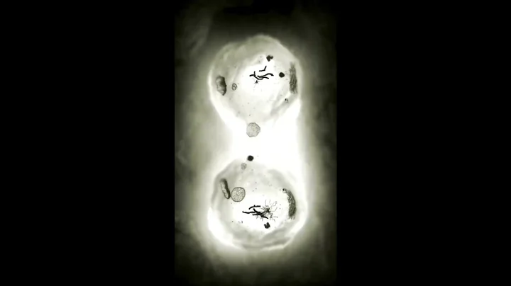 Cell Division | short video Animation | #study of cell #Division #Animation #biology