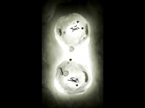 Cell Division |