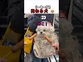 【600万再生感謝】 ソーセージでマジギレ?😂 拗ねた顔が可愛すぎて世界中が癒やされたワンちゃん🌭✨