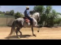 Lucero JR Andalusian IAHLA Passage | Rancho Rivera