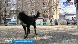 В Кисловодске ищут желающих заняться отловом бродячих собак В Кисловодске ищут желающих заняться отловом бродячих собак