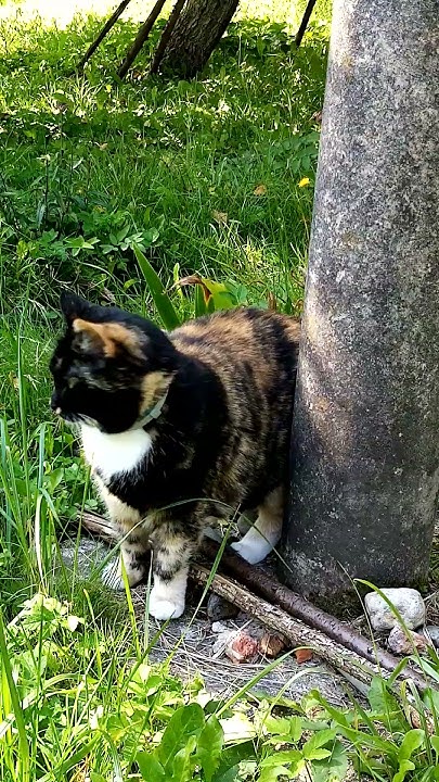 Кошка Муся и столб на даче. #кошки - YouTube