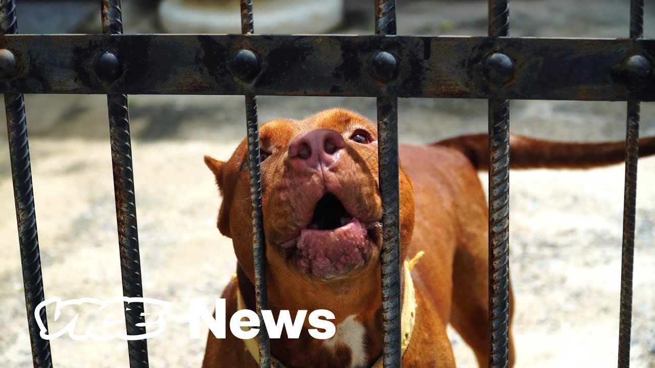Dog Fighting Is Italian Mobsters' Not So Guilty Pleasure