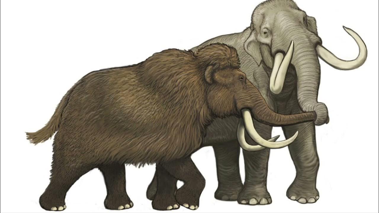 Woolly Mammoth & columbian mammoth sound effects YouTube