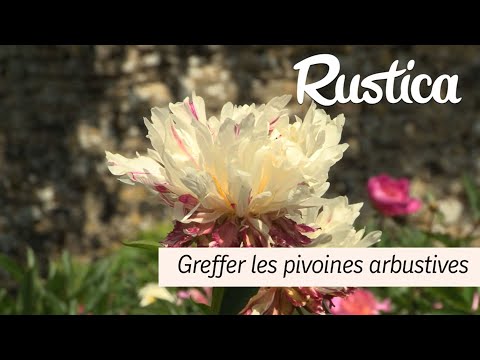 Vidéo: Pivoine Arborescente. Reproduction Par Greffage