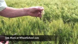 Wheat School: Identifying Fusarium in the Field - Patrick Lynch