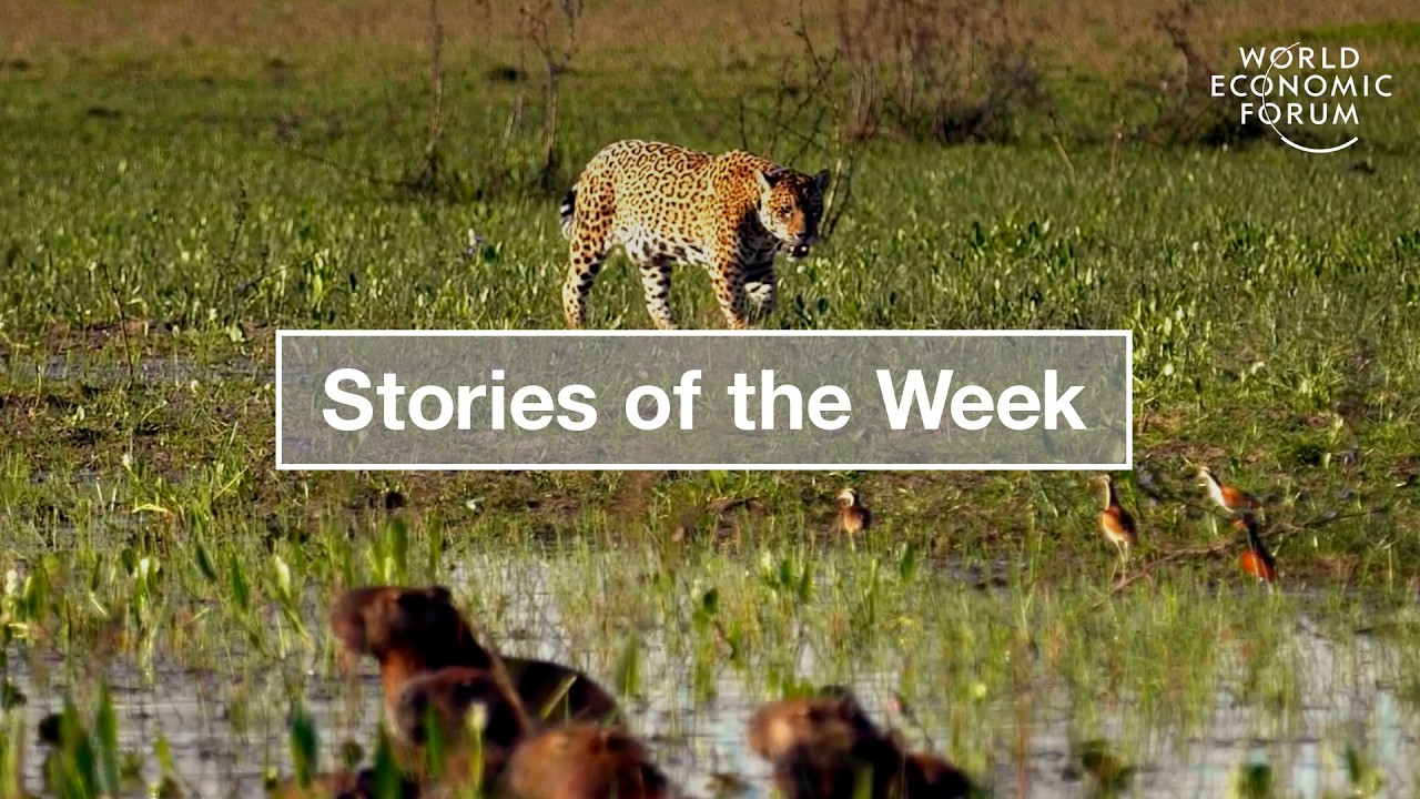 Thumbnail for Jaguar Conservation & How Quantum Computing Impacts Data Security | WEF | Stories of the Week