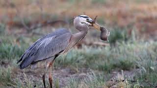 Compilation of some memorable Great Blue Herons eating gophers